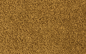 BEAR - 504